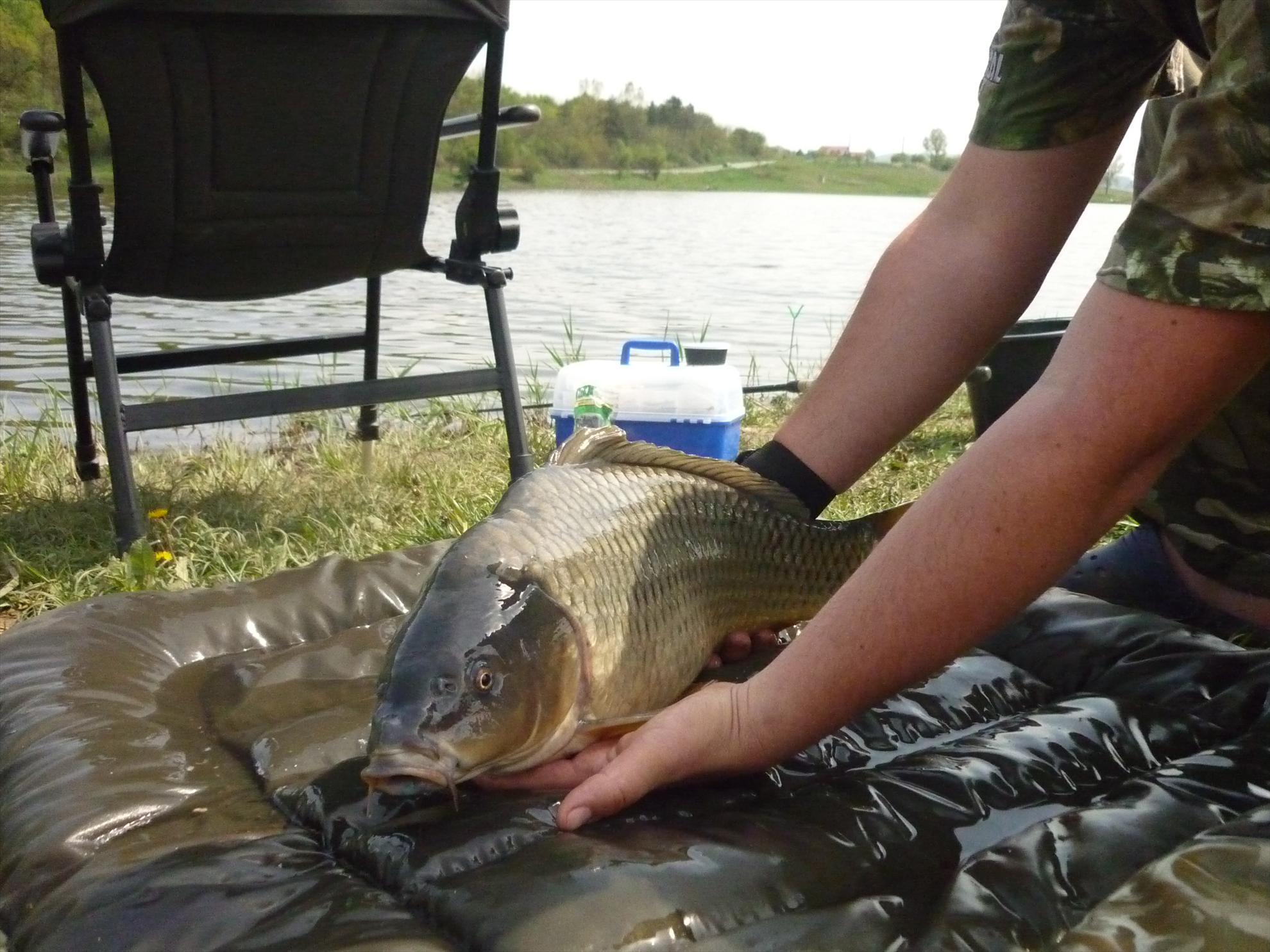 Stejeris 2011 - p1020011.JPG